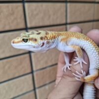 ヒョウモントカゲモドキ（タンジェリンスーパーゴジラジャイアント）現在約27g メス 生後約2か月