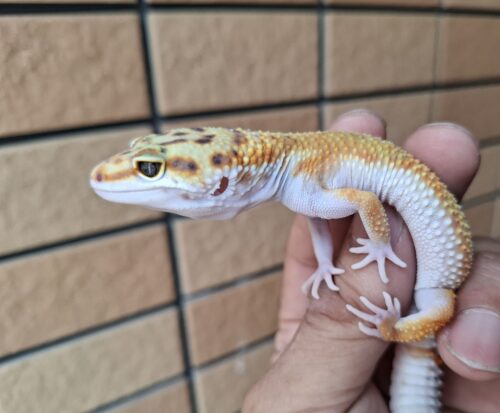 ヒョウモントカゲモドキ（タンジェリンスーパーゴジラジャイアント）現在約27g メス 生後約2か月 - 画像 (2)