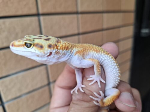 ヒョウモントカゲモドキ（タンジェリンスーパーゴジラジャイアント）現在約27g メス 生後約2か月 - 画像 (5)
