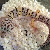 ヒョウモントカゲモドキ（スノースーパーゴジラジャイアント）現在約30g オス 生後約2か月