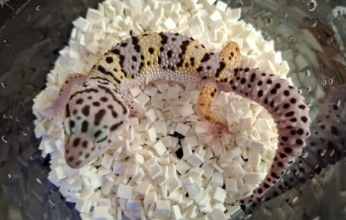 ヒョウモントカゲモドキ（スノースーパーゴジラジャイアント）現在約30g オス 生後約2か月