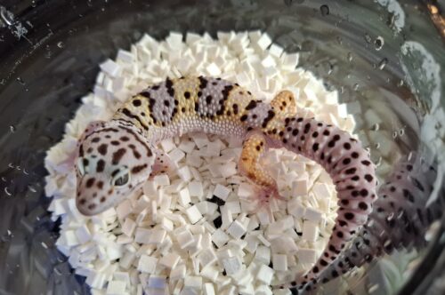 ヒョウモントカゲモドキ（スノースーパーゴジラジャイアント）現在約30g オス 生後約2か月 - 画像 (4)
