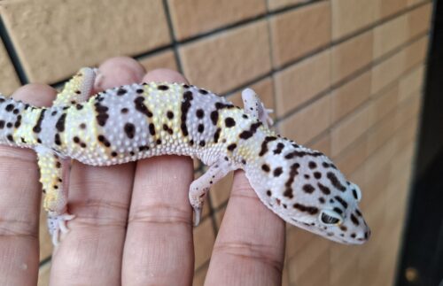 ヒョウモントカゲモドキ（スノースーパーゴジラジャイアント）現在約30g オス 生後約2か月 - 画像 (3)