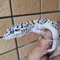 ヒョウモントカゲモドキ（スノースーパーゴジラジャイアント）現在約30g オス 生後約2か月