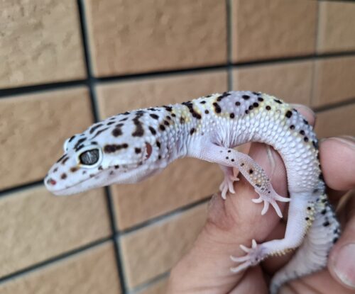 ヒョウモントカゲモドキ（スノースーパーゴジラジャイアント）現在約30g オス 生後約2か月 - 画像 (2)