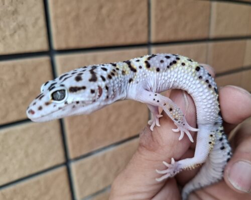 ヒョウモントカゲモドキ（スノースーパーゴジラジャイアント）現在約30g オス 生後約2か月 - 画像 (5)