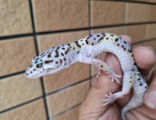 ヒョウモントカゲモドキ（スノースーパーゴジラジャイアント）現在約30g オス 生後約2か月 - 画像 (6)