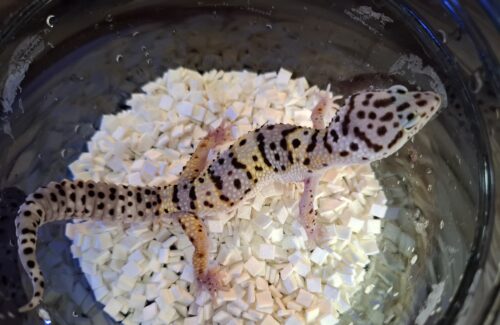 ヒョウモントカゲモドキ（スノースーパーゴジラジャイアント）現在約30g オス 生後約2か月 - 画像 (7)