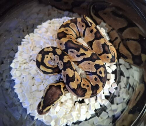 ボールパイソン（パステル66％hetパイ）25CB オス - 画像 (8)