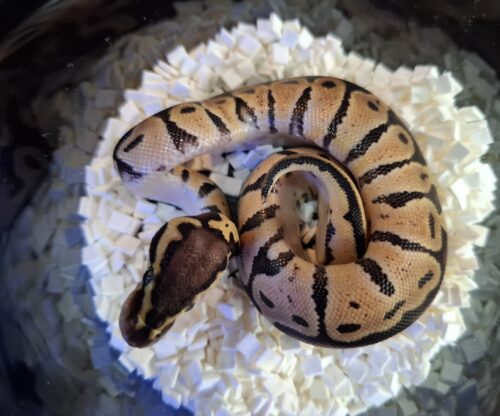 ボールパイソン（パステル66％hetパイ）25CB オス - 画像 (3)