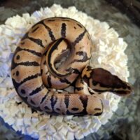 ボールパイソン（パステル66％hetパイ）25CB オス