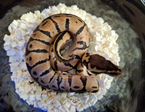 ボールパイソン（パステル66％hetパイ）25CB オス - 画像 (2)
