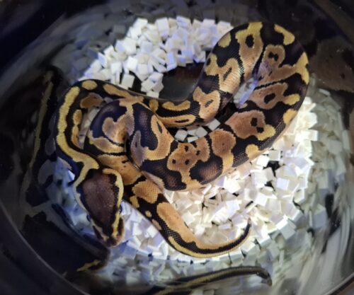 ボールパイソン（パステル66％hetパイ）25CB オス - 画像 (9)