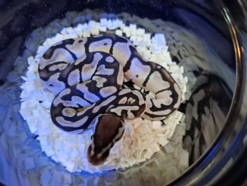 ボールパイソン（パステルVPIアザン66％hetパイ）25CB メス - 画像 (4)