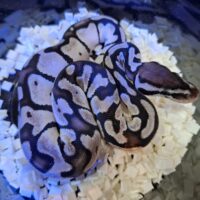 ボールパイソン（パステルVPIアザン66％hetパイ）25CB メス
