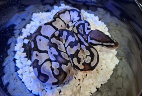 ボールパイソン（パステルVPIアザン66％hetパイ）25CB メス - 画像 (2)