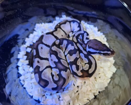 ボールパイソン（パステルVPIアザン66％hetパイ）25CB メス - 画像 (3)