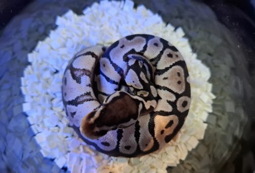 ボールパイソン（パステルVPIアザン66％hetパイ）25CB メス - 画像 (10)