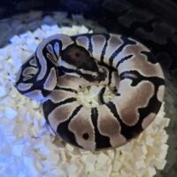 ボールパイソン（オレンジドリームVPIアザン66％hetパイ）25CB メス