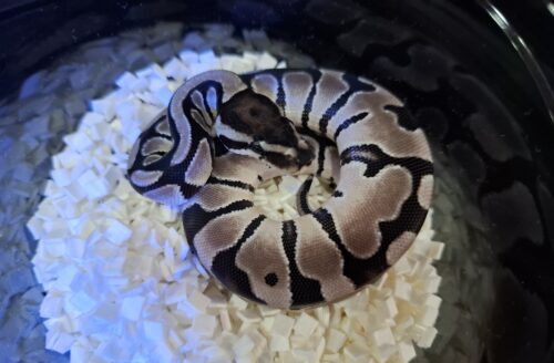 ボールパイソン（オレンジドリームVPIアザン66％hetパイ）25CB メス - 画像 (2)