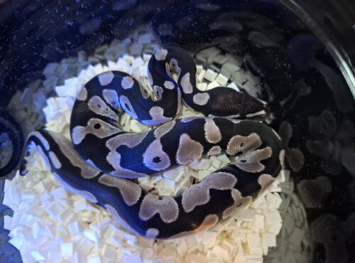 ボールパイソン（オレンジドリームVPIアザン66％hetパイ）25CB メス - 画像 (7)