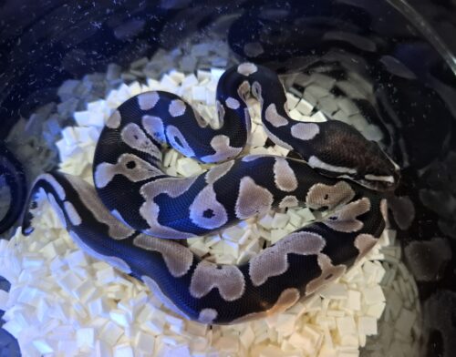 ボールパイソン（オレンジドリームVPIアザン66％hetパイ）25CB メス - 画像 (5)