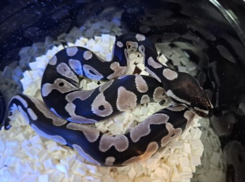 ボールパイソン（オレンジドリームVPIアザン66％hetパイ）25CB メス - 画像 (6)