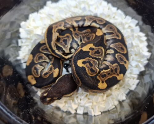 ボールパイソン（ブラックパステル66％hetVPIアザン）25CB オス - 画像 (5)