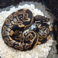ボールパイソン（ブラックパステル66％hetVPIアザン）25CB オス