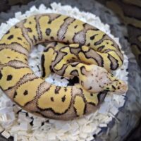 ボールパイソン（レオパードパステルクラウン66％hetVPIアザン）25CB メス