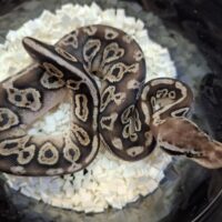 ボールパイソン（ブラックピューターhetクラウンpossVPIアザン or 66％hetVPIアザン）25CB メス