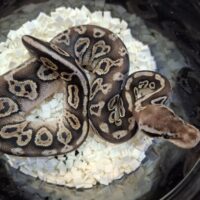 ボールパイソン（ブラックピューターhetクラウンpossVPIアザン or 66％hetVPIアザン）25CB メス