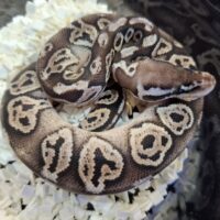 ボールパイソン（ブラックピューターhetクラウンpossVPIアザン or 66％hetVPIアザン）25CB オス
