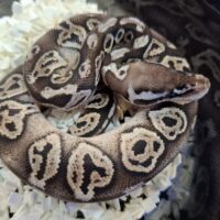ボールパイソン（ブラックピューターhetクラウンpossVPIアザン or 66％hetVPIアザン）25CB オス