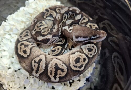 ボールパイソン（ブラックピューターhetクラウンpossVPIアザン or 66％hetVPIアザン）25CB オス