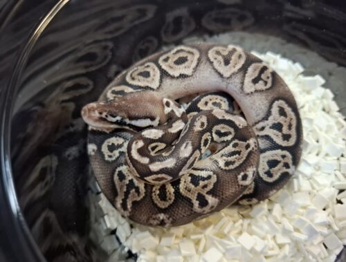 ボールパイソン（ブラックピューターhetクラウンpossVPIアザン or 66％hetVPIアザン）25CB オス - 画像 (5)