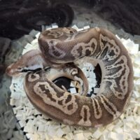 ボールパイソン（ブラックピューターレオパードhetクラウンpossVPIアザン or 66％hetVPIアザン）25CB オス
