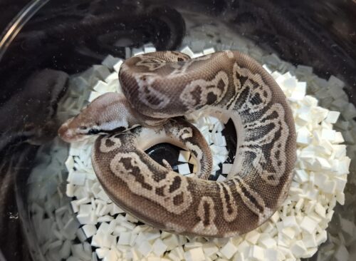ボールパイソン（ブラックピューターレオパードhetクラウンpossVPIアザン or 66％hetVPIアザン）25CB オス - 画像 (2)