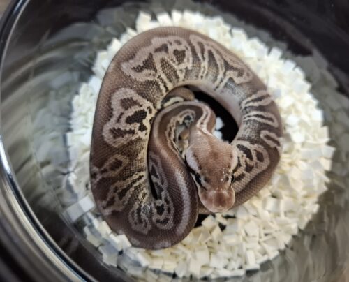 ボールパイソン（ブラックピューターレオパードhetクラウンpossVPIアザン or 66％hetVPIアザン）25CB オス - 画像 (4)