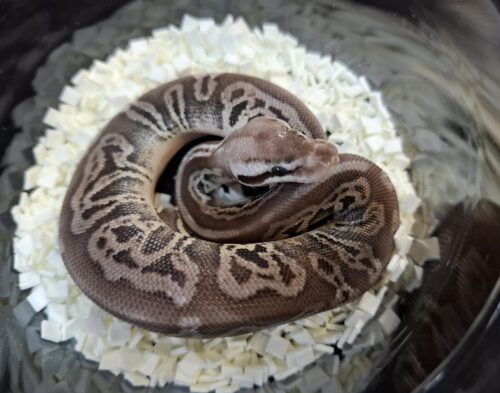 ボールパイソン（ブラックピューターレオパードhetクラウンpossVPIアザン or 66％hetVPIアザン）25CB オス - 画像 (5)