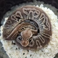 ボールパイソン（ブラックピューターレオパードhetクラウンpossVPIアザン or 66％hetVPIアザン）25CB オス