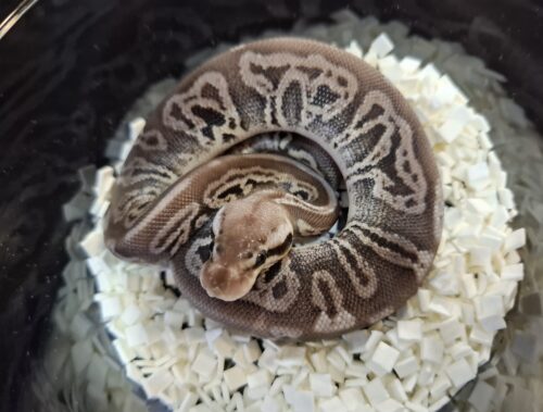 ボールパイソン（ブラックピューターレオパードhetクラウンpossVPIアザン or 66％hetVPIアザン）25CB オス - 画像 (7)