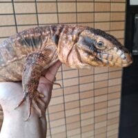 レッドテグー（約90cm）ベタ馴れ
