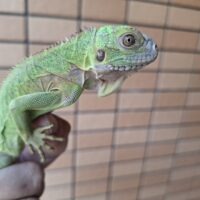 レッサーアンティルイグアナ（ヤングサイズ）