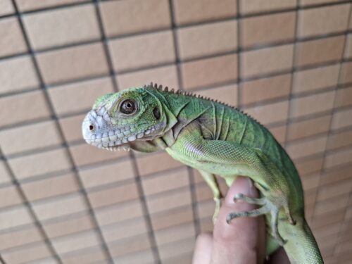 レッサーアンティルイグアナ（ヤングサイズ） - 画像 (7)