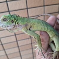 レッサーアンティルイグアナ（ヤングサイズ）