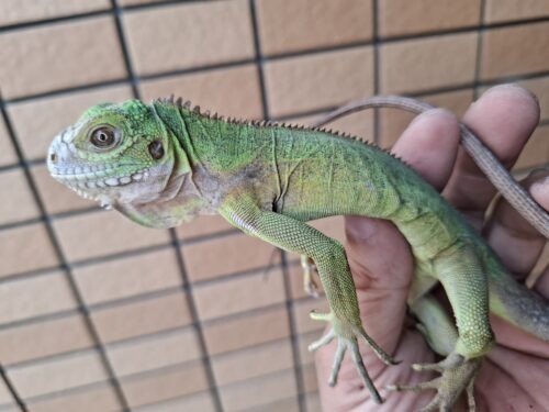 レッサーアンティルイグアナ（ヤングサイズ）
