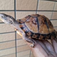 トウブハコガメ（極美イエロー血統）甲長約10cm TSDメス 個体D