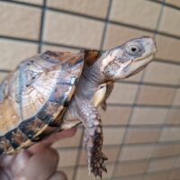 トウブハコガメ（極美イエロー血統）甲長約10cm TSDメス 個体D