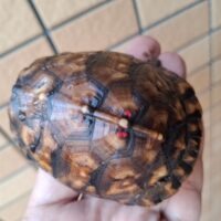 トウブハコガメ（極美イエロー血統）甲長約8cm 個体C